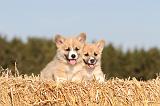 CORGI PEMBROKE 065